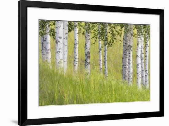 USA, Alaska. Paper birch trees and grass.-Jaynes Gallery-Framed Premium Photographic Print