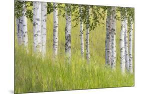 USA, Alaska. Paper birch trees and grass.-Jaynes Gallery-Mounted Premium Photographic Print