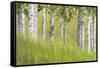 USA, Alaska. Paper birch trees and grass.-Jaynes Gallery-Framed Stretched Canvas