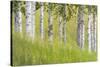 USA, Alaska. Paper birch trees and grass.-Jaynes Gallery-Stretched Canvas