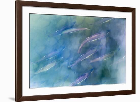 USA, Alaska, Potter's Marsh. Salmon spawning.-Jaynes Gallery-Framed Premium Photographic Print