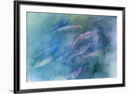 USA, Alaska, Potter's Marsh. Salmon spawning.-Jaynes Gallery-Framed Premium Photographic Print