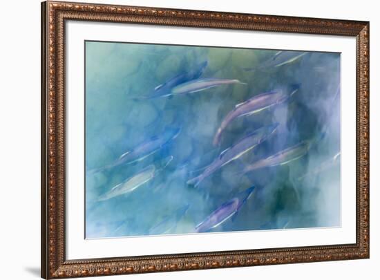 USA, Alaska, Potter's Marsh. Salmon spawning.-Jaynes Gallery-Framed Premium Photographic Print