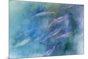 USA, Alaska, Potter's Marsh. Salmon spawning.-Jaynes Gallery-Mounted Premium Photographic Print