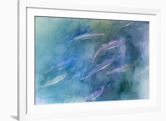 USA, Alaska, Potter's Marsh. Salmon spawning.-Jaynes Gallery-Framed Photographic Print