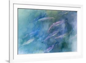 USA, Alaska, Potter's Marsh. Salmon spawning.-Jaynes Gallery-Framed Photographic Print