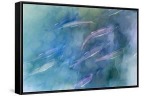 USA, Alaska, Potter's Marsh. Salmon spawning.-Jaynes Gallery-Framed Stretched Canvas