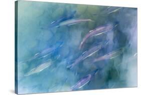 USA, Alaska, Potter's Marsh. Salmon spawning.-Jaynes Gallery-Stretched Canvas