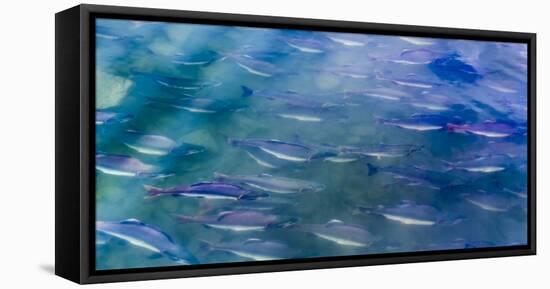 USA, Alaska, Potter's Marsh. Salmon spawning.-Jaynes Gallery-Framed Stretched Canvas