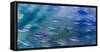 USA, Alaska, Potter's Marsh. Salmon spawning.-Jaynes Gallery-Framed Stretched Canvas