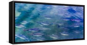 USA, Alaska, Potter's Marsh. Salmon spawning.-Jaynes Gallery-Framed Stretched Canvas