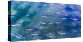 USA, Alaska, Potter's Marsh. Salmon spawning.-Jaynes Gallery-Stretched Canvas