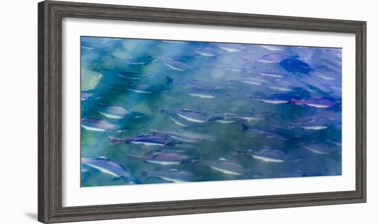 USA, Alaska, Potter's Marsh. Salmon spawning.-Jaynes Gallery-Framed Photographic Print