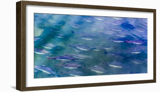 USA, Alaska, Potter's Marsh. Salmon spawning.-Jaynes Gallery-Framed Photographic Print