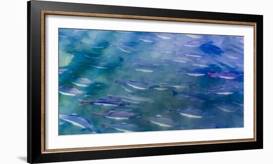 USA, Alaska, Potter's Marsh. Salmon spawning.-Jaynes Gallery-Framed Photographic Print