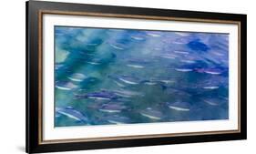 USA, Alaska, Potter's Marsh. Salmon spawning.-Jaynes Gallery-Framed Photographic Print