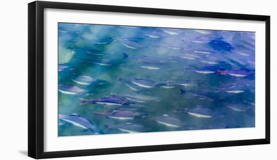 USA, Alaska, Potter's Marsh. Salmon spawning.-Jaynes Gallery-Framed Photographic Print