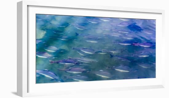 USA, Alaska, Potter's Marsh. Salmon spawning.-Jaynes Gallery-Framed Photographic Print