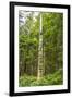 USA, Alaska, Prince of Wales Island, Kasaan. Totem pole and forest.-Jaynes Gallery-Framed Photographic Print