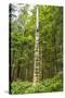 USA, Alaska, Prince of Wales Island, Kasaan. Totem pole and forest.-Jaynes Gallery-Stretched Canvas