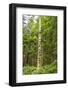 USA, Alaska, Prince of Wales Island, Kasaan. Totem pole and forest.-Jaynes Gallery-Framed Photographic Print