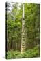 USA, Alaska, Prince of Wales Island, Kasaan. Totem pole and forest.-Jaynes Gallery-Stretched Canvas