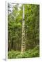 USA, Alaska, Prince of Wales Island, Kasaan. Totem pole and forest.-Jaynes Gallery-Framed Photographic Print