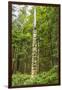 USA, Alaska, Prince of Wales Island, Kasaan. Totem pole and forest.-Jaynes Gallery-Framed Photographic Print