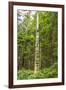 USA, Alaska, Prince of Wales Island, Kasaan. Totem pole and forest.-Jaynes Gallery-Framed Premium Photographic Print