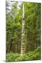 USA, Alaska, Prince of Wales Island, Kasaan. Totem pole and forest.-Jaynes Gallery-Mounted Premium Photographic Print