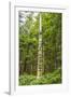 USA, Alaska, Prince of Wales Island, Kasaan. Totem pole and forest.-Jaynes Gallery-Framed Photographic Print