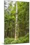 USA, Alaska, Prince of Wales Island, Kasaan. Totem pole and forest.-Jaynes Gallery-Mounted Photographic Print