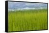 USA, Alaska. Reeds and Quartz Lake.-Jaynes Gallery-Framed Stretched Canvas