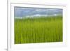 USA, Alaska. Reeds and Quartz Lake.-Jaynes Gallery-Framed Premium Photographic Print