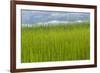 USA, Alaska. Reeds and Quartz Lake.-Jaynes Gallery-Framed Premium Photographic Print