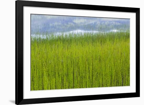 USA, Alaska. Reeds and Quartz Lake.-Jaynes Gallery-Framed Premium Photographic Print