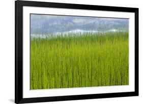 USA, Alaska. Reeds and Quartz Lake.-Jaynes Gallery-Framed Premium Photographic Print