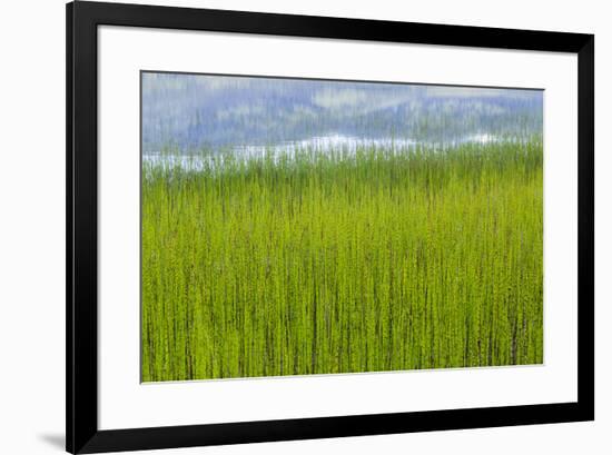 USA, Alaska. Reeds and Quartz Lake.-Jaynes Gallery-Framed Premium Photographic Print