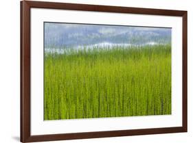 USA, Alaska. Reeds and Quartz Lake.-Jaynes Gallery-Framed Premium Photographic Print