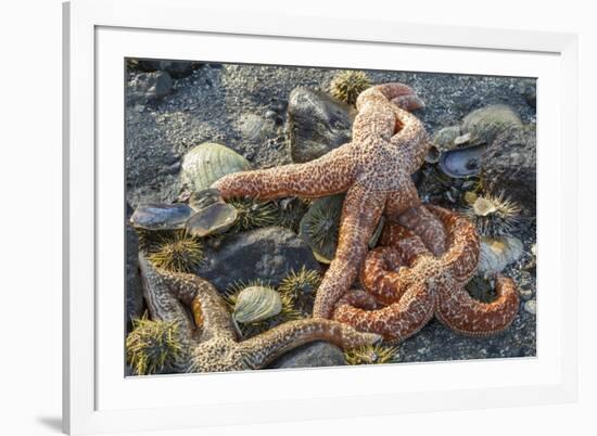 USA, Alaska. Sea stars and sea urchins on the beach at low tide.-Margaret Gaines-Framed Premium Photographic Print