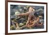 USA, Alaska. Sea stars and sea urchins on the beach at low tide.-Margaret Gaines-Framed Premium Photographic Print