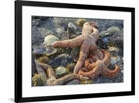 USA, Alaska. Sea stars and sea urchins on the beach at low tide.-Margaret Gaines-Framed Premium Photographic Print
