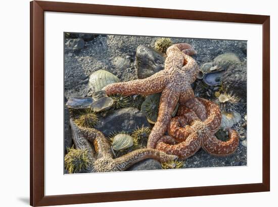 USA, Alaska. Sea stars and sea urchins on the beach at low tide.-Margaret Gaines-Framed Premium Photographic Print