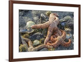 USA, Alaska. Sea stars and sea urchins on the beach at low tide.-Margaret Gaines-Framed Premium Photographic Print