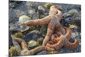 USA, Alaska. Sea stars and sea urchins on the beach at low tide.-Margaret Gaines-Mounted Premium Photographic Print