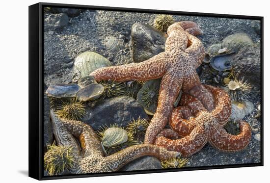 USA, Alaska. Sea stars and sea urchins on the beach at low tide.-Margaret Gaines-Framed Stretched Canvas