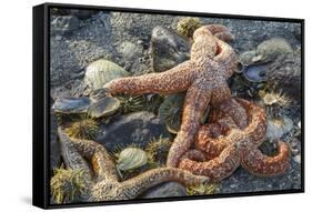 USA, Alaska. Sea stars and sea urchins on the beach at low tide.-Margaret Gaines-Framed Stretched Canvas
