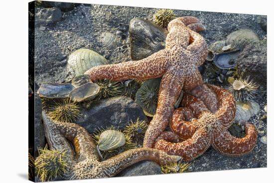 USA, Alaska. Sea stars and sea urchins on the beach at low tide.-Margaret Gaines-Stretched Canvas