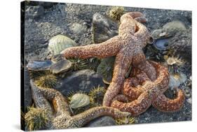 USA, Alaska. Sea stars and sea urchins on the beach at low tide.-Margaret Gaines-Stretched Canvas