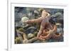USA, Alaska. Sea stars and sea urchins on the beach at low tide.-Margaret Gaines-Framed Photographic Print